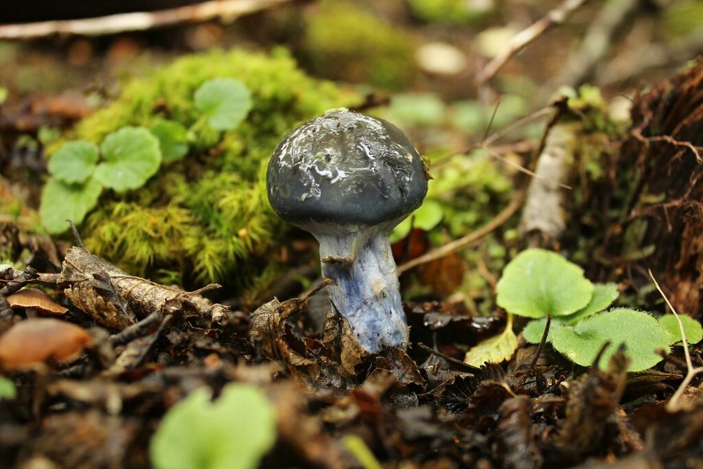 Stephanopus stropharioides