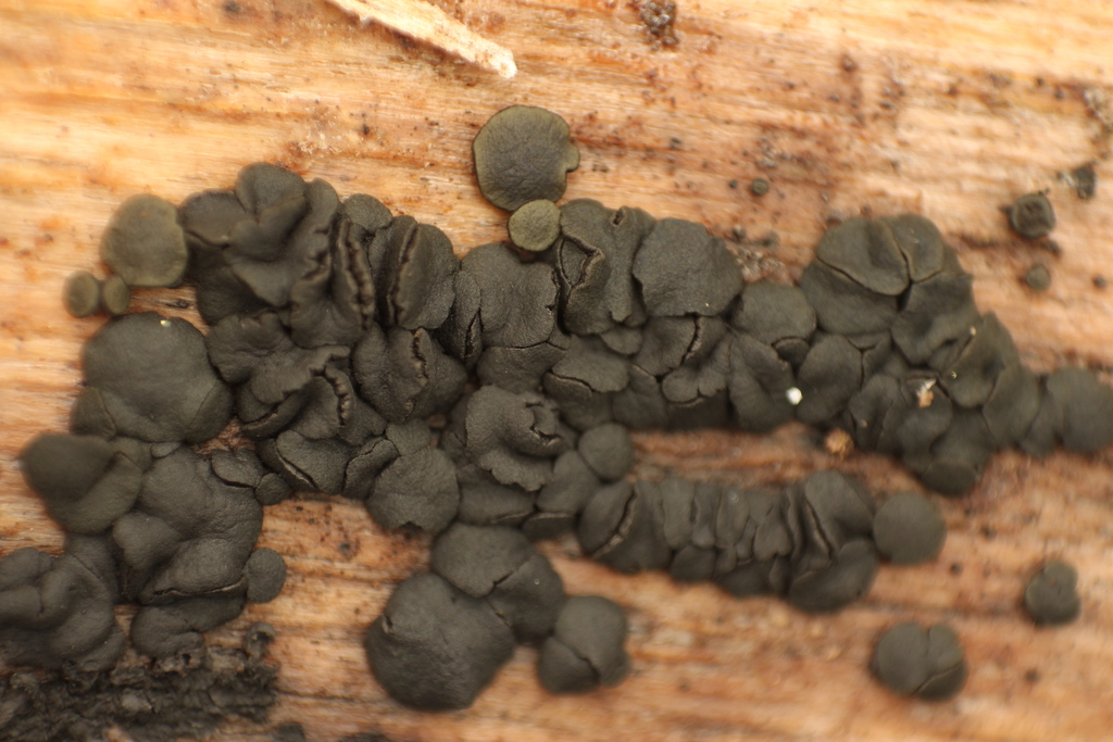 Bulgariella sphaerospora