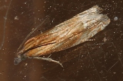 Eucosma cana