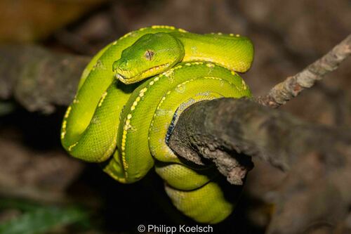 Southern Green Python sighting