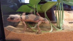 Carphodactylidae