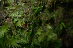 Notogrammitis ciliata