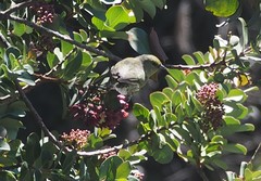 Chlorodrepanis virens wilsoni