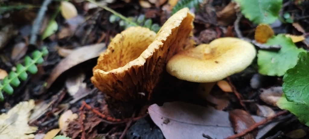 Austropaxillus statuum · March 2025 · photo: © fede_munoz (iNaturalist, cc0)