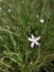 Stephanomeria tenuifolia