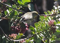 Chlorodrepanis virens wilsoni