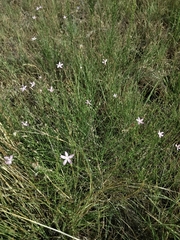 Stephanomeria tenuifolia