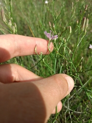 Stephanomeria tenuifolia