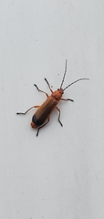 Rhagonycha fulva