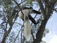 Colobus guereza
