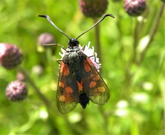 Zygaena angelicae