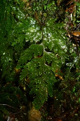 Hymenophyllum scabrum