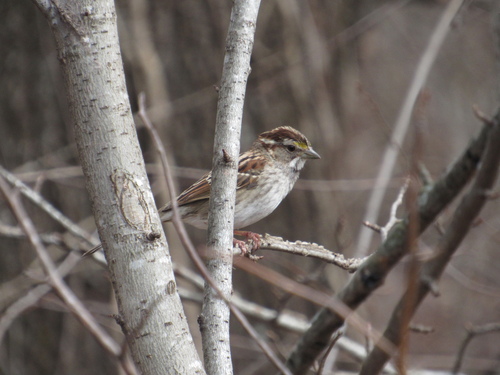 White-throated Sparrow