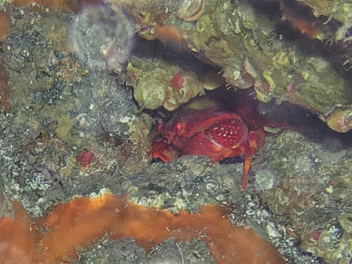 Crabe fraise