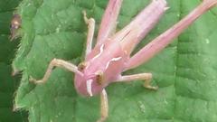 Chorthippus brunneus