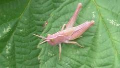 Chorthippus brunneus