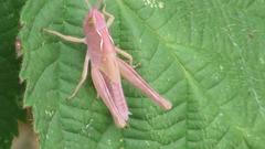 Chorthippus brunneus