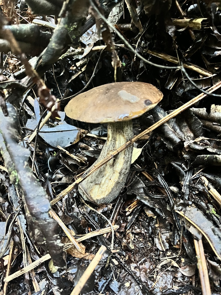 Leccinum scabrum · March 2025 · photo: © sur_endemico (iNaturalist, cc-by-nc)