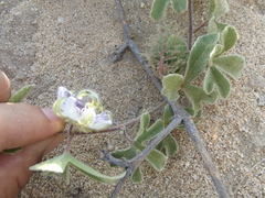 Passiflora pentaschista