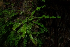 Notogrammitis pseudociliata