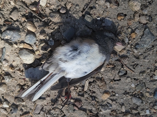 Dark-eyed Junco photographed in Idaho
