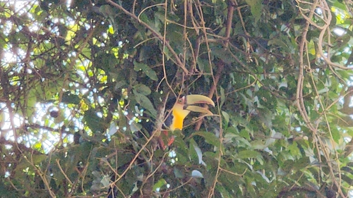 Red-breasted Toucan