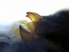 Hormiinae