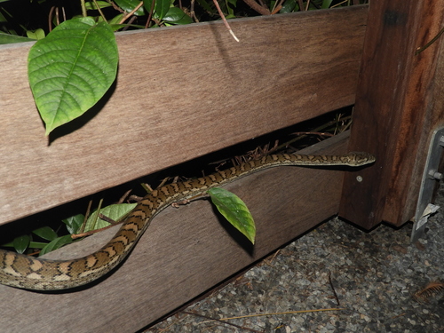 Coastal Carpet Python sighting