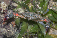 Thalamitinae