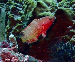 Oxycheilinus orientalis