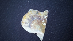 Pinctada