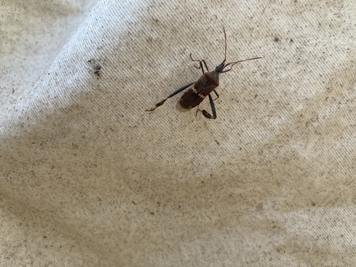iNaturalist observation photo of Western Leaf-footed Bug