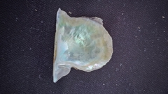 Pinctada