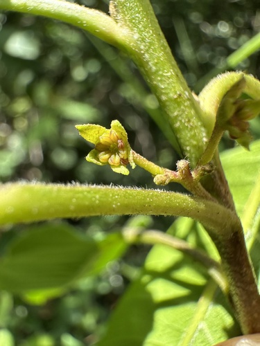 Llagunoa nitida