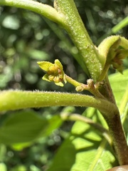 Llagunoa nitida