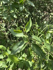 Llagunoa nitida, photograph (c) Nicolás Baresch Uribe, some rights reserved (CC BY)