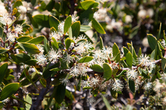 Hakea nitida, photograph (c) Kym Nicolson, some rights reserved (CC BY)