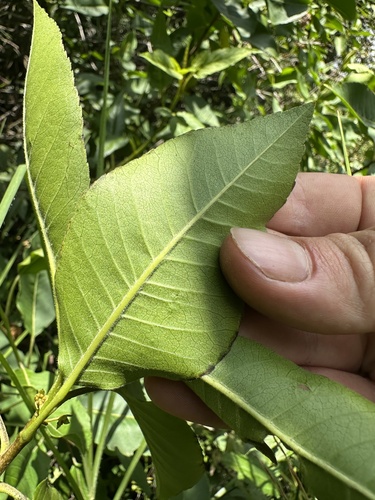Llagunoa nitida, photograph 3