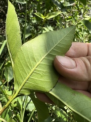 Llagunoa nitida, photograph (c) Nicolás Baresch Uribe, some rights reserved (CC BY)
