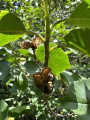 Llagunoa nitida, photograph (c) Nicolás Baresch Uribe, some rights reserved (CC BY)