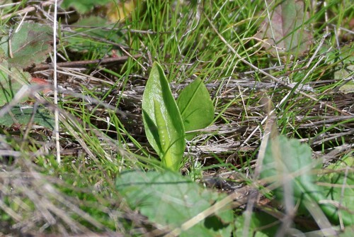 Image of Ophioglossum californicum by (c) Millie Basden, some rights reserved (CC BY)