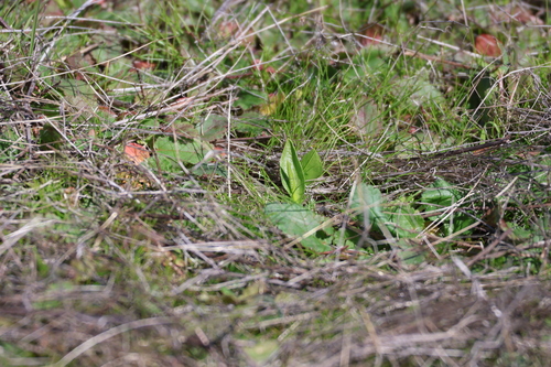 Image of Ophioglossum californicum by (c) Millie Basden, some rights reserved (CC BY)