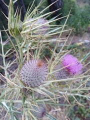 Cirsium eriophorum