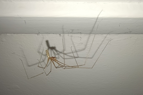 Long-bodied Cellar Spider, 9351 JX Leek, Netherlands, photo 9 of 10