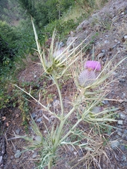Cirsium eriophorum