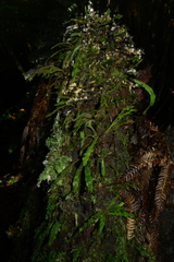 Notogrammitis pseudociliata