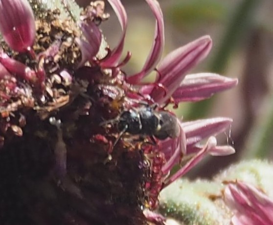 Haleakala Yellow-faced Bee