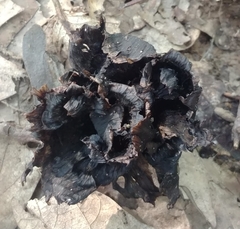 Craterellus cornucopioides
