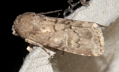Spodoptera cilium
