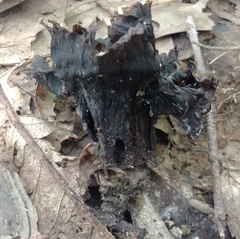 Craterellus cornucopioides